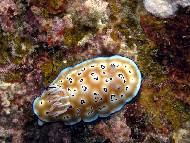 Leopard chromodoris (Chromodoris leopardusi), Pulau Redang, West Malaysia