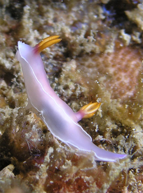 Hypselidoris bullockii, Pulau Redang, West Malaysia