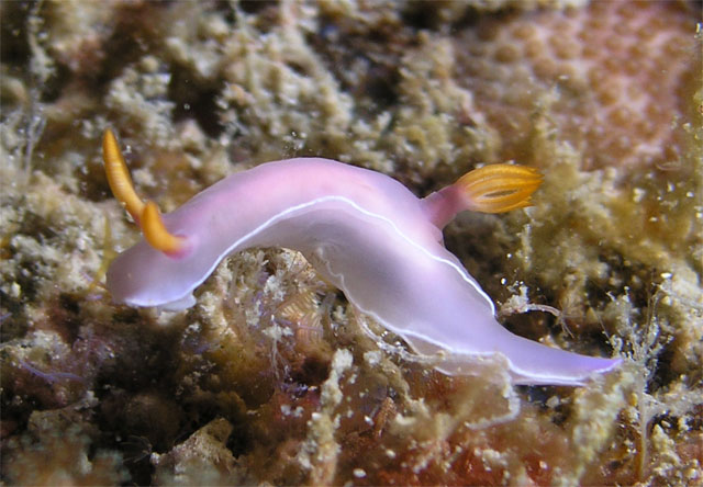 Hypselidoris bullockii, Pulau Redang, West Malaysia