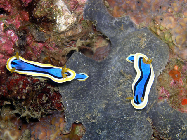 Anna's chromodoris (Chromodoris annae), Anilao, Batangas, Philippines