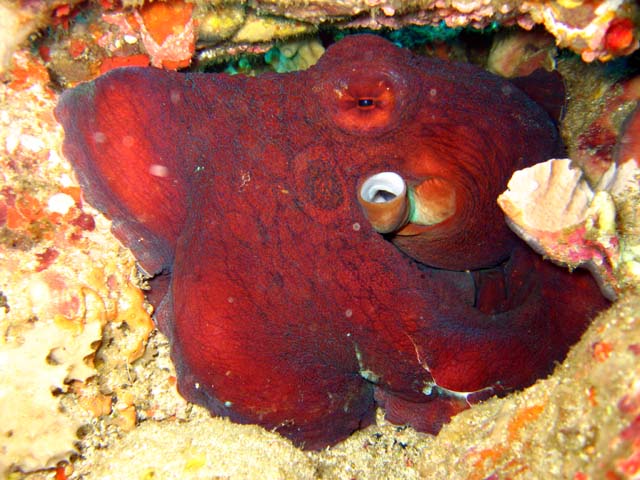 Day octopus (Octopus cyanea), Bali, Indonesia