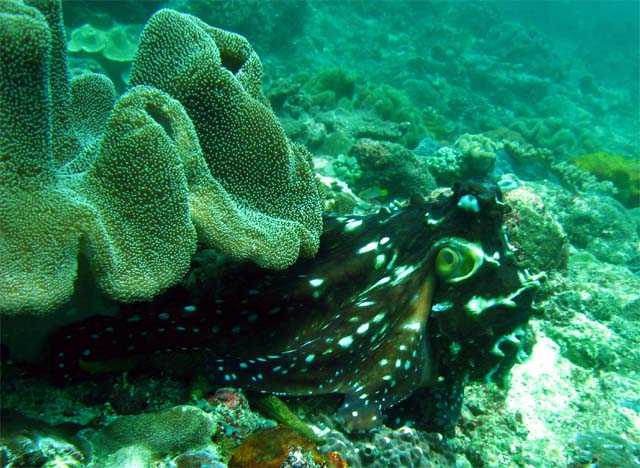 Day octopus (Octopus cyanea), Bali, Indonesia