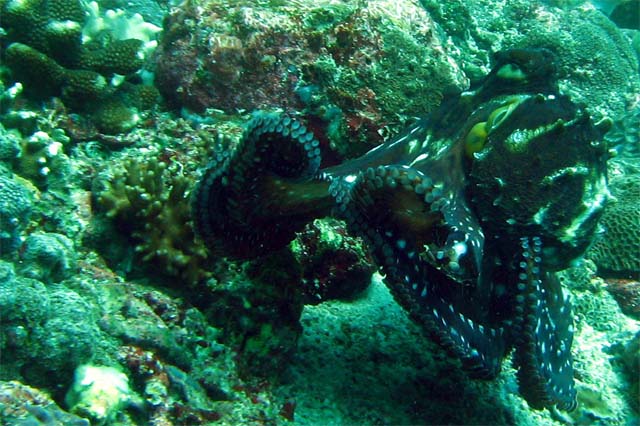 Day octopus (Octopus cyanea), Bali, Indonesia