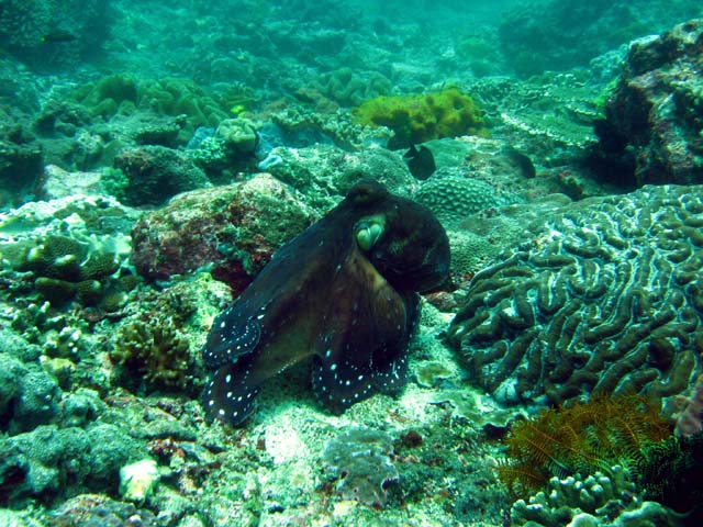 Day octopus (Octopus cyanea), Bali, Indonesia