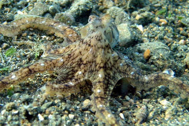Benthic octopus (Octopus sp.), Anilao, Batangas, Philippines