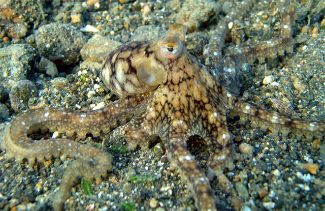 Benthic octopus (Octopus sp.), Anilao, Batangas, Philippines