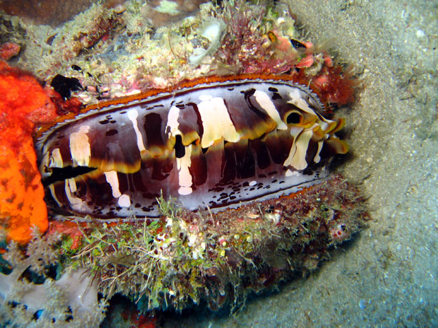 Thorny Oyster, Pulau Badas, Indonesia
