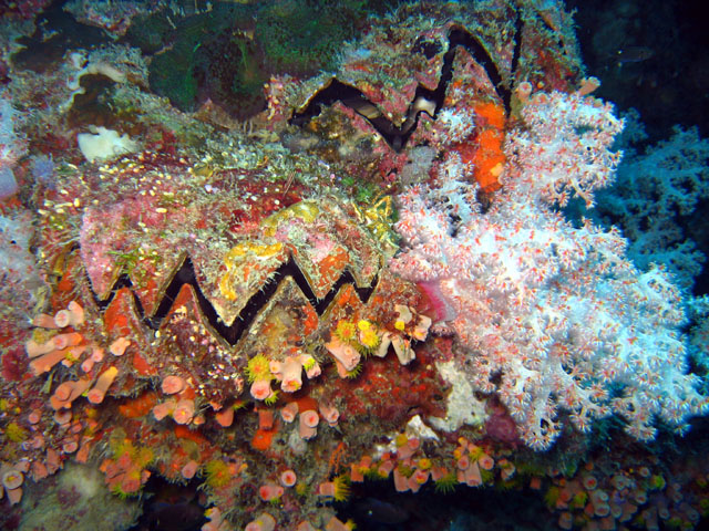 Common winged oyster (Pteria penguin), Pulau Aur, West Malaysia