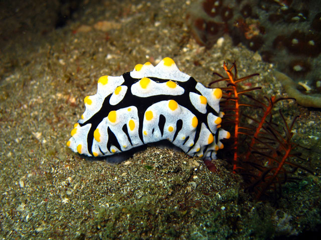 Phyllidia varicosa, Bali, Indonesia