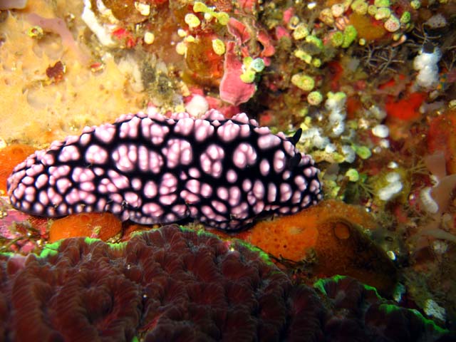 (Phyllidiella pustulosa), Bali, Indonesia