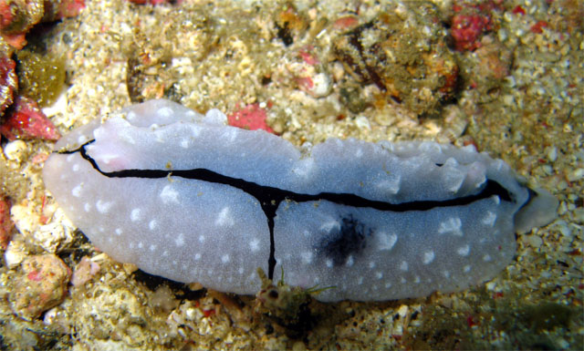 Shireen's Phyllidopsis (Phyllidopsis shireenae), Puerto Galera, Mindoro, Philippines