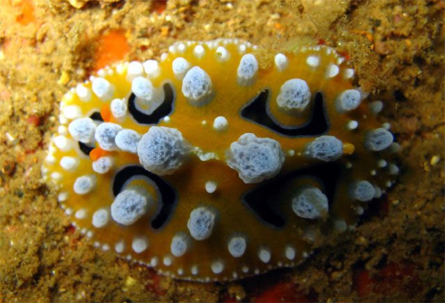 Ocellate phyllidia (Phyllidia ocellata), Subic Bay, Philippines