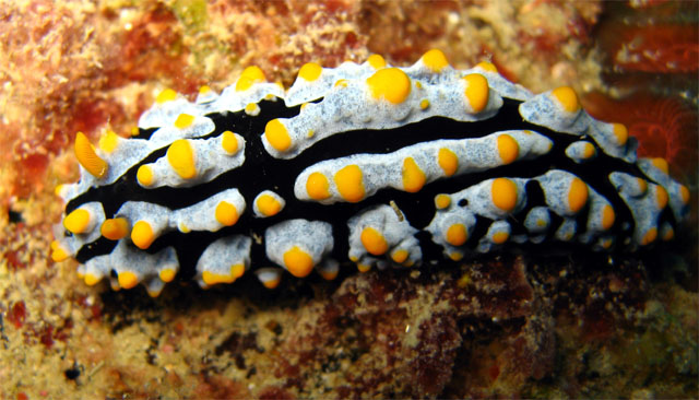 Phyllidia varicosa, Pulau Aur, West Malaysia