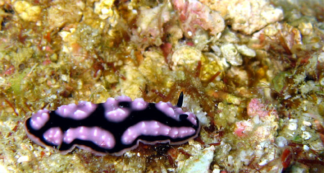 Liz's phyllidiella (Phyllidiella lizae), Pulau Aur, West Malaysia