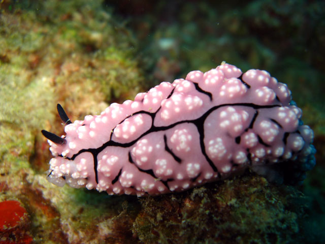 Phylidiella pustulosa, Pulau Aur, West Malaysia