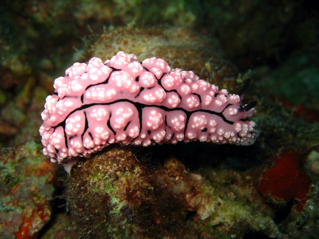 Phylidiella pustulosa, Pulau Aur, West Malaysia