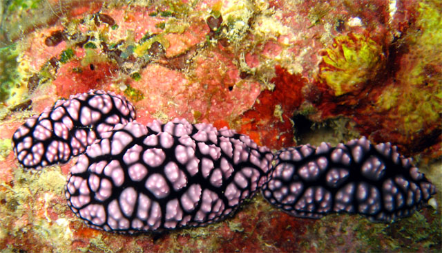 Phylidiella pustulosa, Pulau Aur, West Malaysia