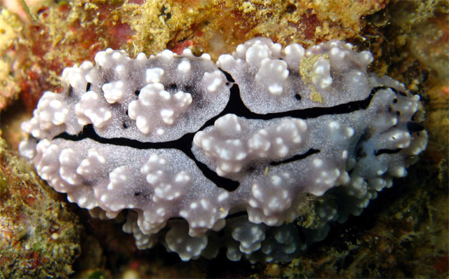 Shireen's Phyllidopsis (Phyllidopsis shireenae), Pulau Aur, West Malaysia