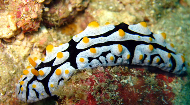 Phyllidia varicosa, Pulau Aur, West Malaysia