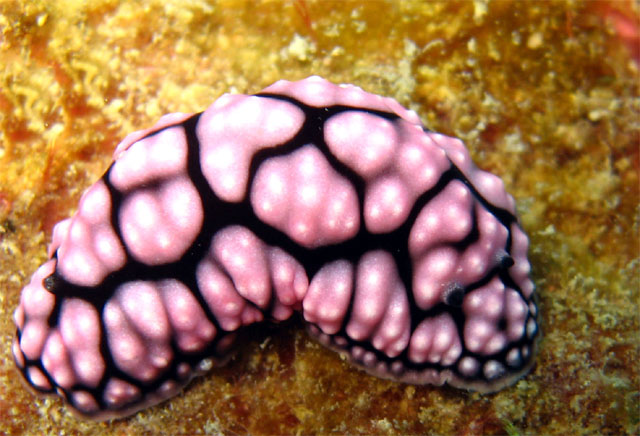 Phylidiella pustulosa, Pulau Aur, West Malaysia