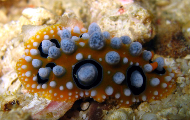 Ocellate phyllidia (Phyllidia ocellata), Subic Bay, Philippines