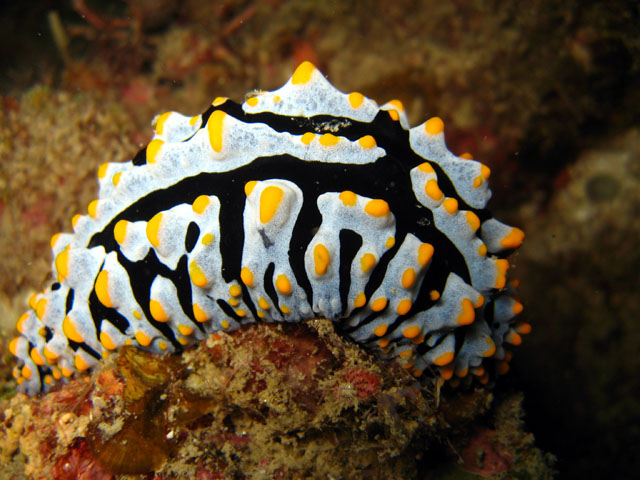 Phyllidia varicosa, Pulau Aur, West Malaysia