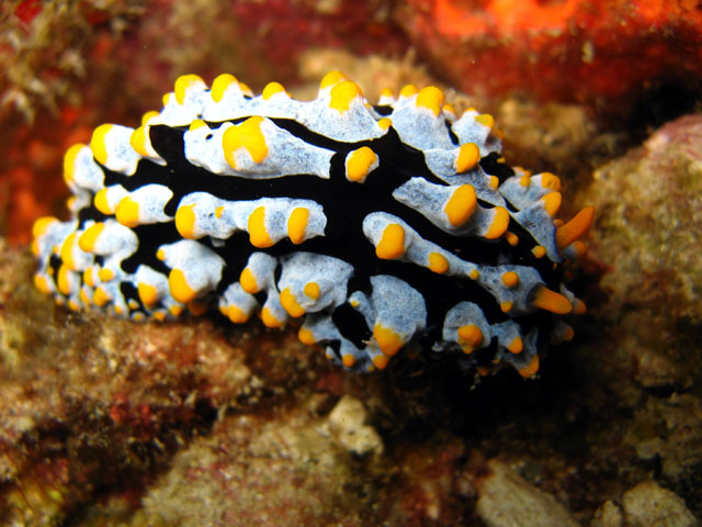 Phyllidia varicosa, Pulau Aur, West Malaysia