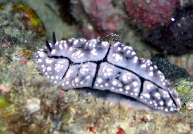 Elegant Phyllidia (Phyllidia elegans), Pulau Aur, West Malaysia