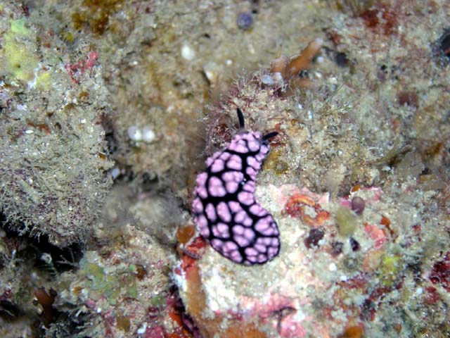 (Phyllidiella pustulosa), Pulau Aur, West Malaysia