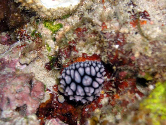 (Phyllidia sp.), Pulau Aur, West Malaysia