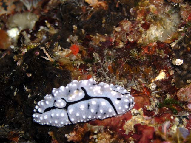 Elegant Phyllidia (Phyllidia elegans), Pulau Aur, West Malaysia