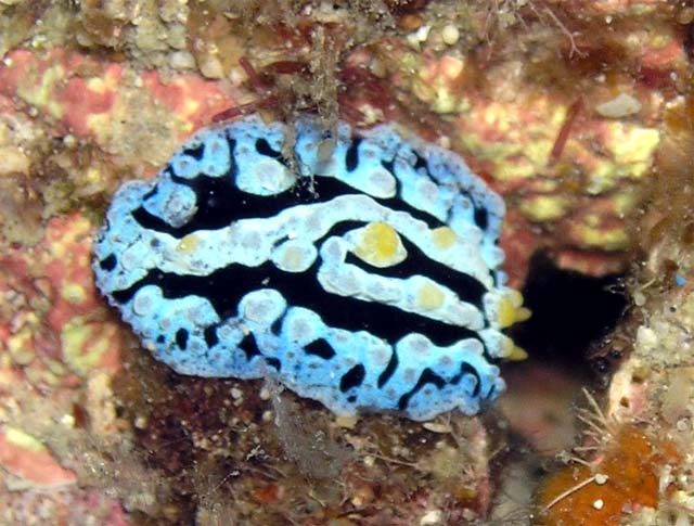 (Phyllidia coelestis.), Pulau Aur, West Malaysia