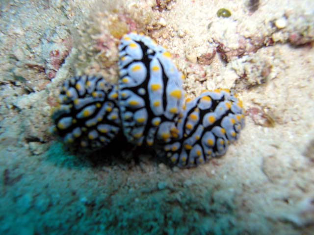 Phyllidia varicosa, Pulau Aur, West Malaysia