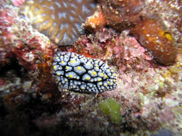 (Phyllidia sp.), Pulau Aur, West Malaysia