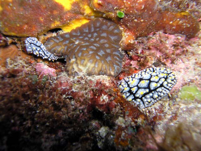 (Phyllidia sp.), Pulau Aur, West Malaysia