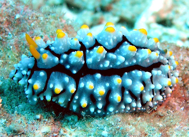 Phyllidia varicosa, Pulau Tioman, West Malaysia