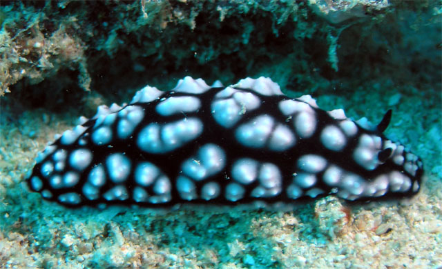 Phylidiella pustulosa, Pulau Tioman, West Malaysia