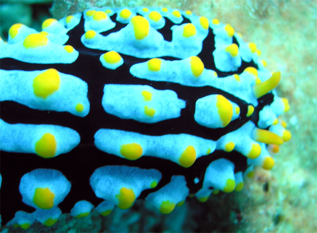 Phyllidia varicosa, Pulau Tioman, West Malaysia