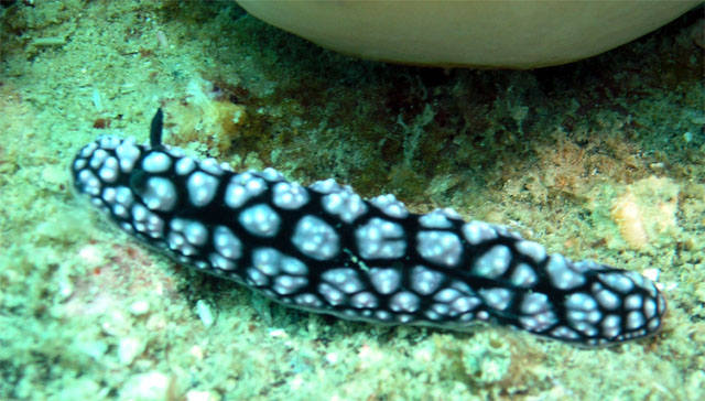 Phylidiella pustulosa, Pulau Tioman, West Malaysia