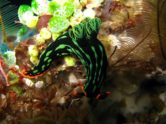 Dusky nembrotha (Nembrotha kubaryana), Bali, Indonesia