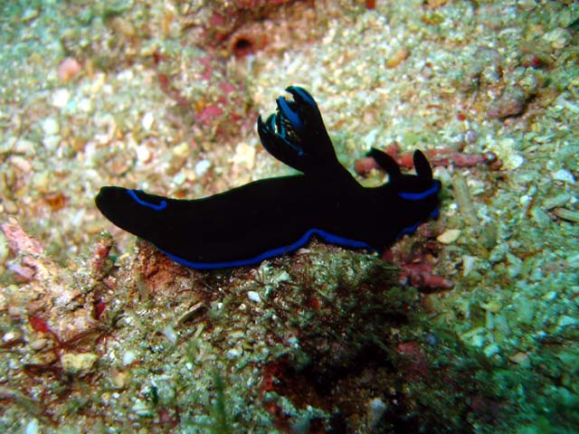 Morose tambaja (Tambaja morosa), Bali, Indonesia