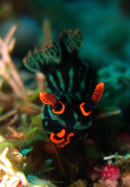 Dusky nembrotha (Nembrotha kubaryana), Bali, Indonesia