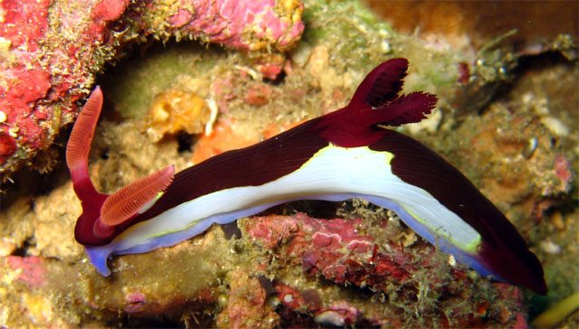 Chamberlain's nembrotha (Nembrotha chamberlaini.), Puerto Galera, Mindoro, Philippines