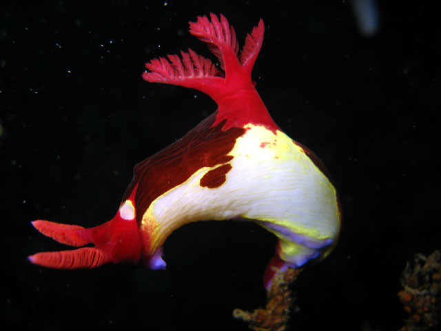 Chamberlain's nembrotha (Nembrotha chamberlaini.), Puerto Galera, Mindoro, Philippines