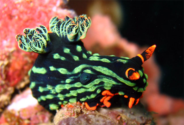 Dusky nembrotha (Nembrotha kubaryana), Puerto Galera, Mindoro, Philippines