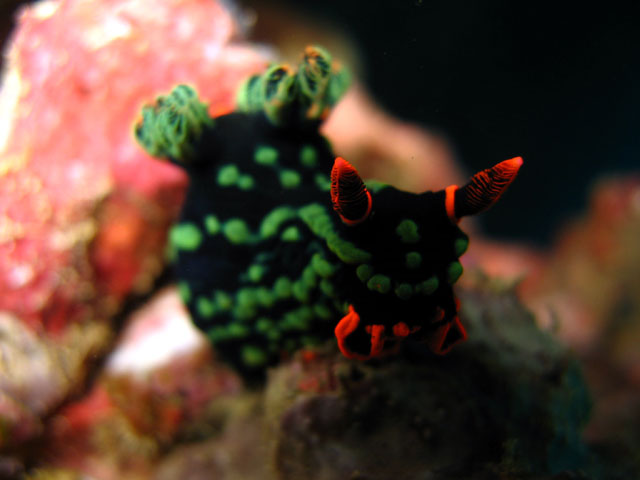 Dusky nembrotha (Nembrotha kubaryana), Puerto Galera, Mindoro, Philippines