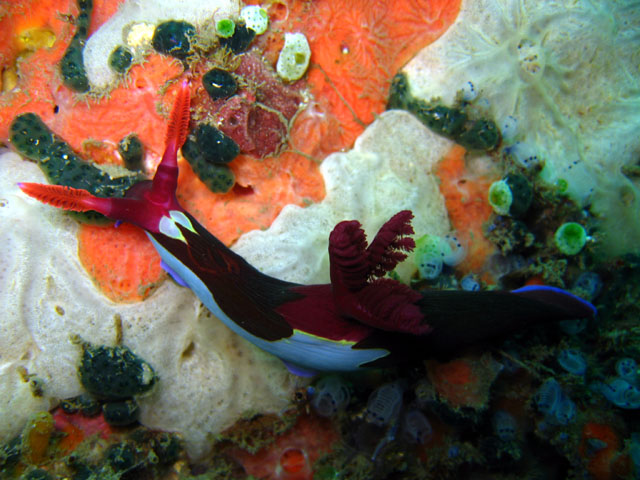 Chamberlain's nembrotha (Nembrotha chamberlaini.), Puerto Galera, Mindoro, Philippines