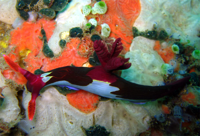 Chamberlain's nembrotha (Nembrotha chamberlaini.), Puerto Galera, Mindoro, Philippines