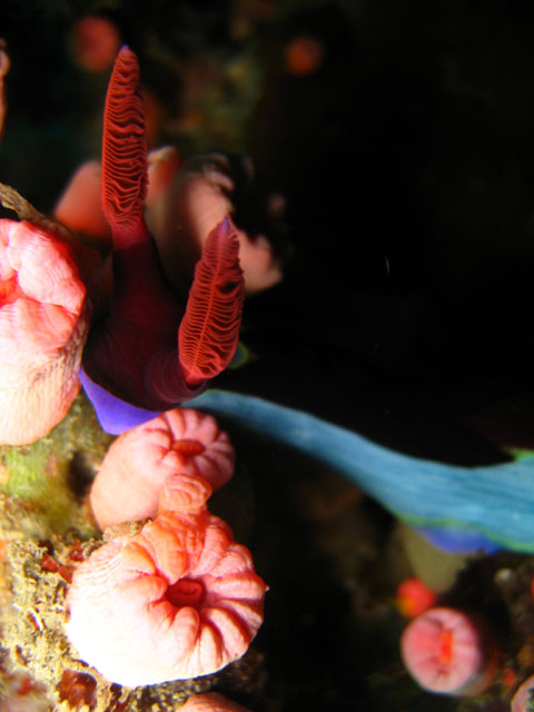 Nembrotha nudibranch (Nembrotha sp.), Puerto Galera, Mindoro, Philippines