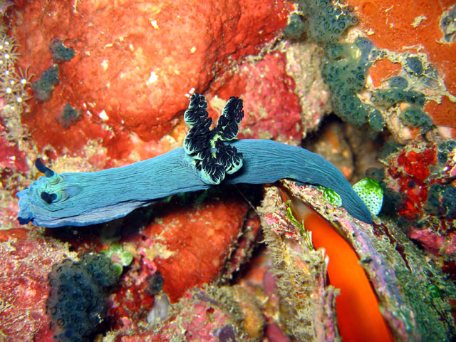 Miller's nembrotha (Nembrotha milleri), Puerto Galera, Mindoro, Philippines